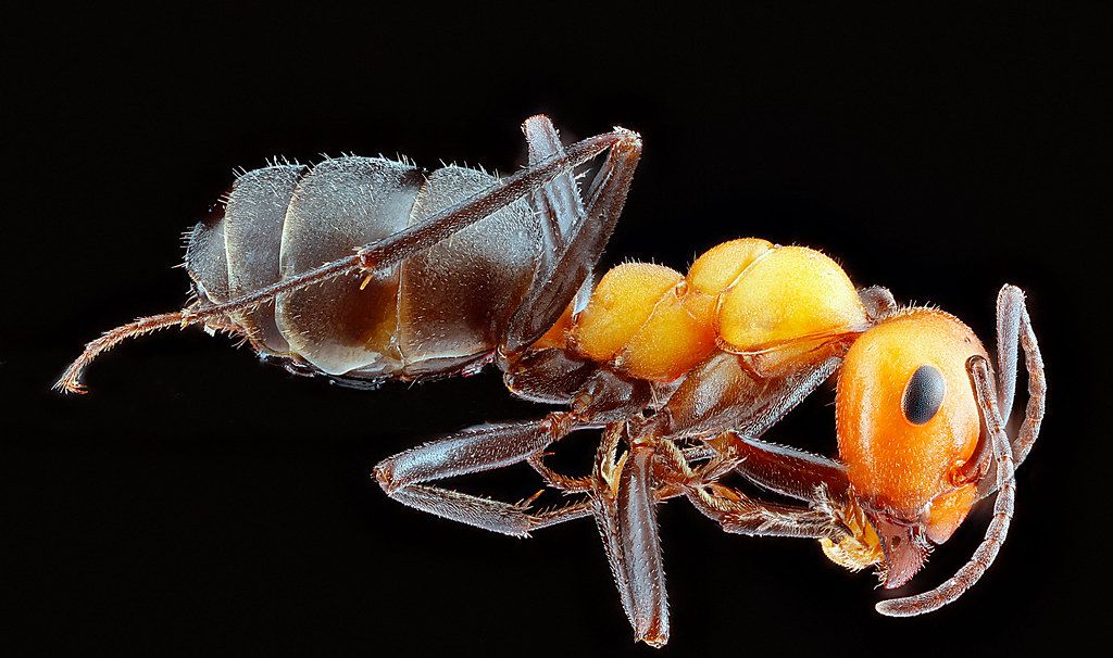 Ant Control service in Wheaton, MD