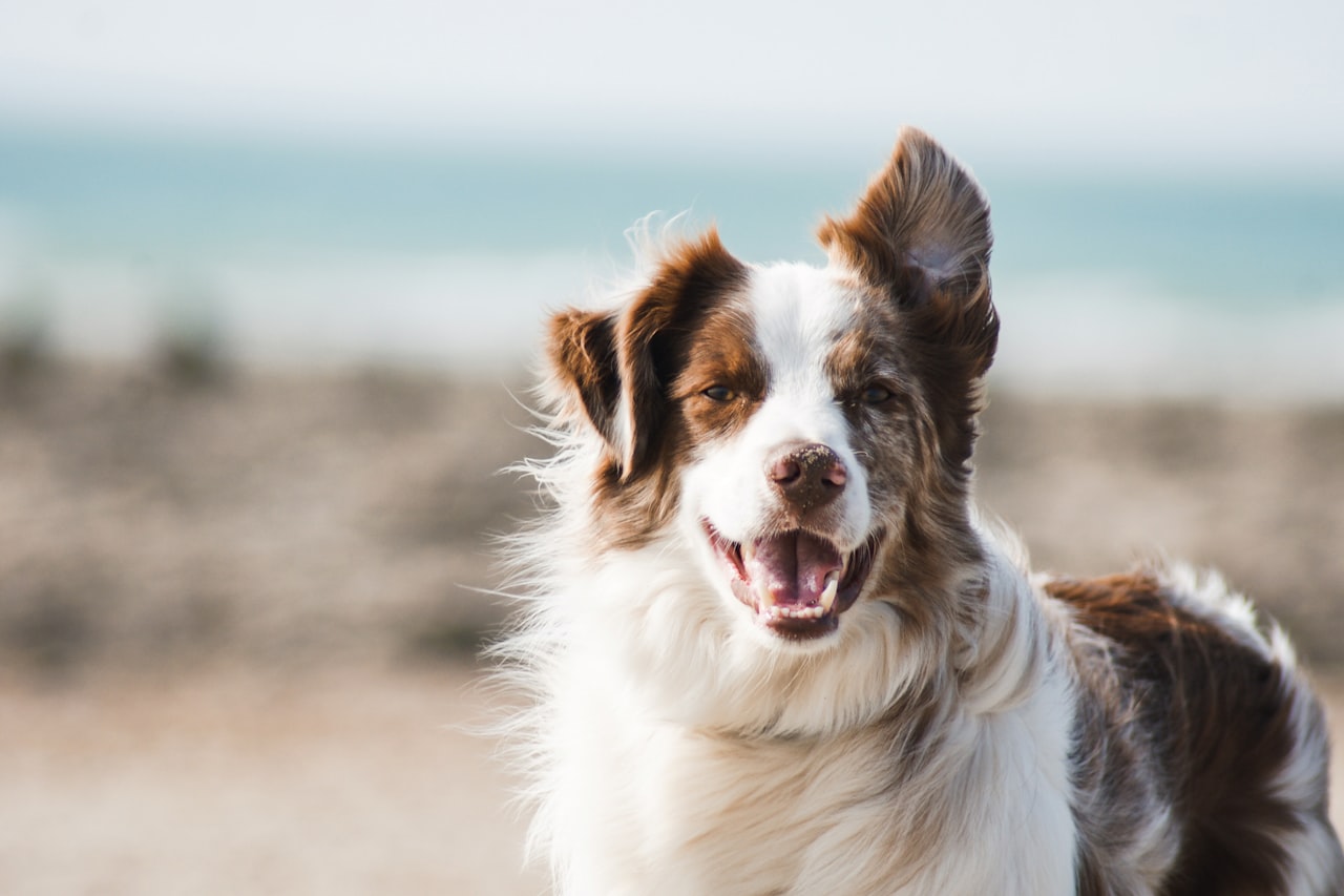 Flea & Tick Control service in Wheaton, MD