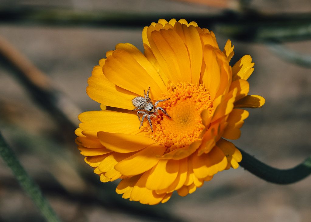 Spider Control service in Wheaton, MD